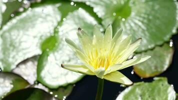 schöne Lotusblumen im Teich video