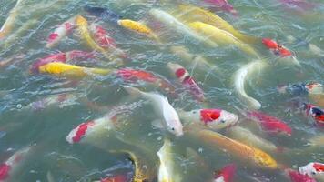 lindo colorida koi peixe flutuador dentro a água. video