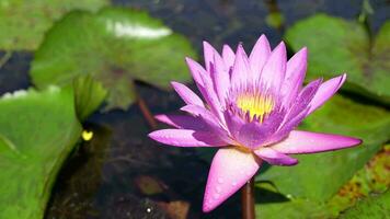 belles fleurs de lotus dans l'étang video