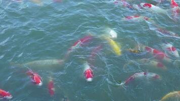 magnifique coloré koi poisson flotte dans le l'eau. video