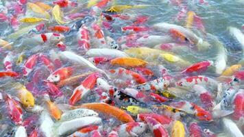 bellissimo colorato koi pesce galleggiante nel il acqua. video