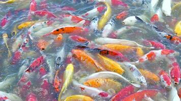 bellissimo colorato koi pesce galleggiante nel il acqua. video