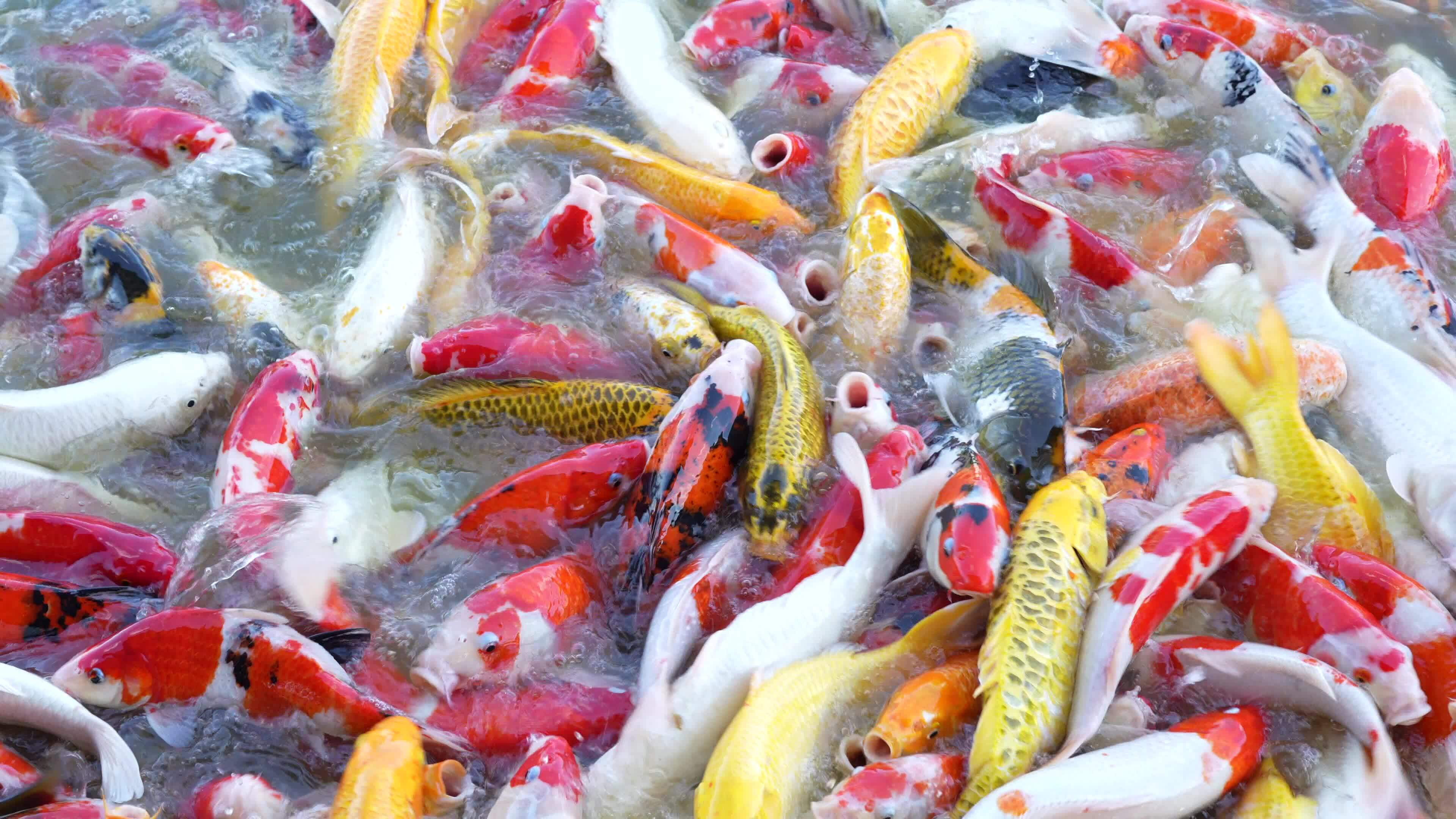 Beautiful colorful koi fish float in the water. 36164981 Stock