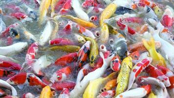 magnifique coloré koi poisson flotte dans le l'eau. video