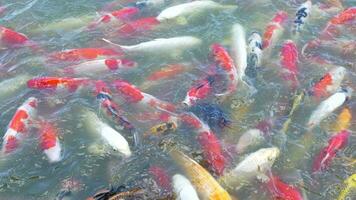 bellissimo colorato koi pesce galleggiante nel il acqua. video