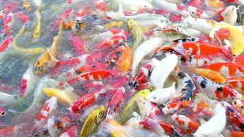 Beautiful colorful koi fish float in the water. video