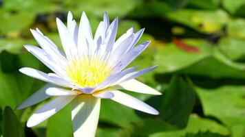 Beautiful lotus flowers in the pond video
