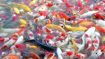 hermosa vistoso koi pescado flotador en el agua. video