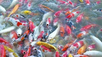 Beautiful colorful koi fish float in the water. video