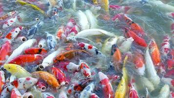 Beautiful colorful koi fish float in the water. video