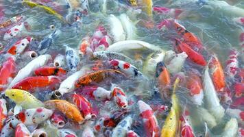 hermosa vistoso koi pescado flotador en el agua. video