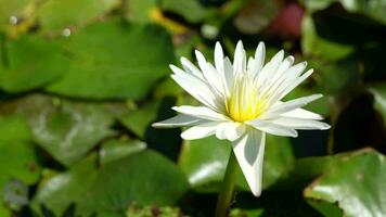 schöne Lotusblumen im Teich video