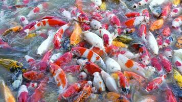 Beautiful colorful koi fish float in the water. video