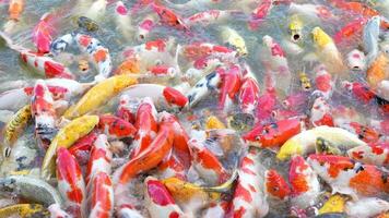 Beautiful colorful koi fish float in the water. video