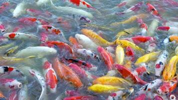 bellissimo colorato koi pesce galleggiante nel il acqua. video