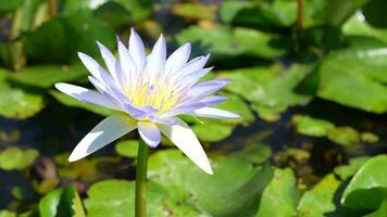 belles fleurs de lotus dans l'étang video