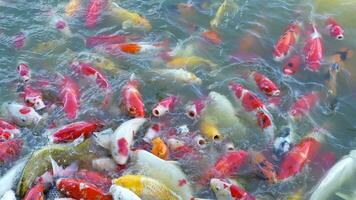 hermosa vistoso koi pescado flotador en el agua. video