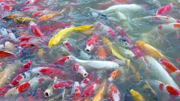 hermosa vistoso koi pescado flotador en el agua. video