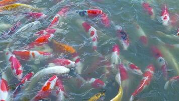 Beautiful colorful koi fish float in the water. video