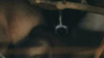 Silly little homeless puppies on a summer day. video