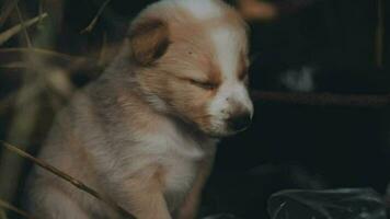 dwaas weinig dakloos puppy's Aan een zomer dag. video