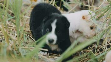 Silly little homeless puppies on a summer day. video