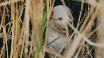 dwaas weinig dakloos puppy's Aan een zomer dag. video