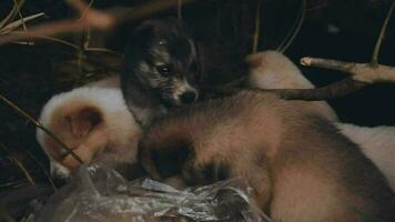 Silly little homeless puppies on a summer day. video