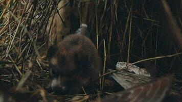 sciocco poco senza casa cuccioli su un' estate giorno. video