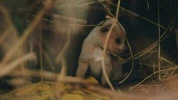 sciocco poco senza casa cuccioli su un' estate giorno. video