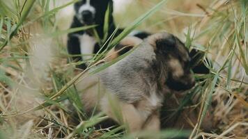 Silly little homeless puppies on a summer day. video