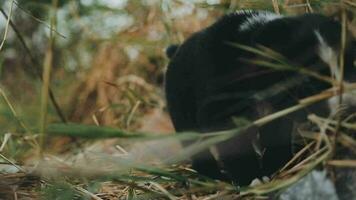 Silly little homeless puppies on a summer day. video