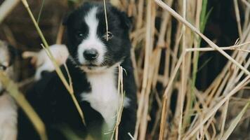 Silly little homeless puppies on a summer day. video