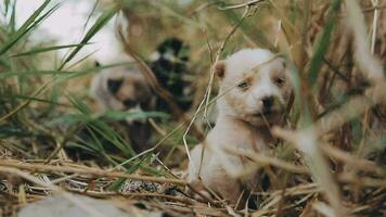 dwaas weinig dakloos puppy's Aan een zomer dag. video