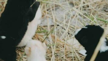 Silly little homeless puppies on a summer day. video