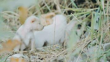 Silly little homeless puppies on a summer day. video