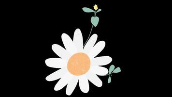 animated floral decoration in 2d video