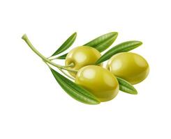 Realistic green olives isolated branch with leaves vector