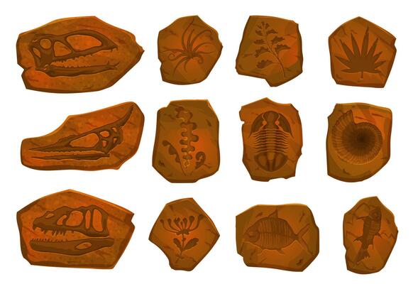 Ancient dinosaur fossil, fish skeleton and plant
