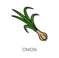 Common bulb onion, vegetarian food vegetable icon vector