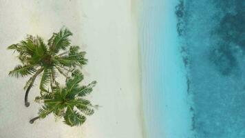 topp ner antenn Drönare se av strandlinje i maldiverna. blå vatten och sandig strand på paradis tropisk ö video