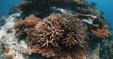 Living corals and school of tropical fishes underwater in clear blue ocean video