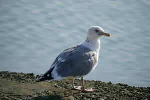 seagull on the dock of the river photo