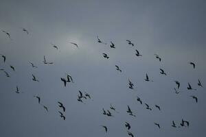 aerobatic flock of pigeons photo