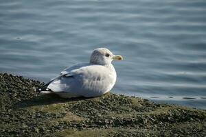 seagull on the dock of the river photo