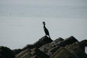 a cormorant on the sea defenses photo