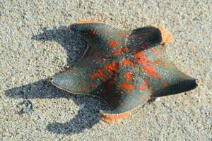 a starfish on the beach with orange and black spots photo