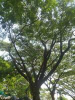 majestuoso árbol con amplio ramas y lozano hojas debajo suave luz de sol foto