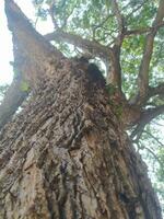 Big trees in the forest with lush green foliage, view from below photo