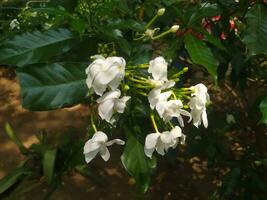 White Sampaguita Jasmine or Arabian Jasmine flowers bloom, Jasminum sambac photo